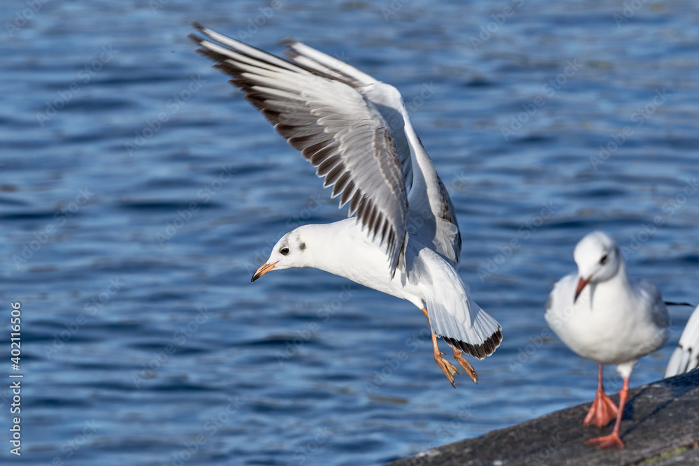Fototapeta premium Lachmöwe beim Abheben