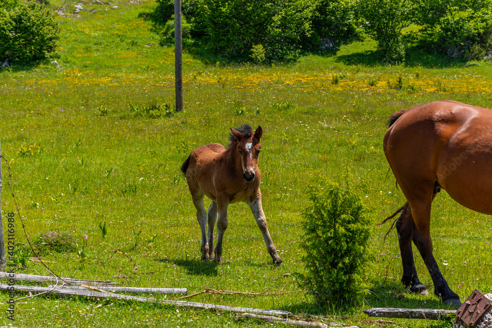 Naklejka premium young horse in the field