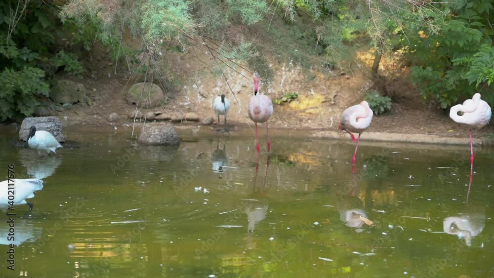 A beautiful view of the flamingos standing in the lake surrounded by greens in the park in 4K A beautiful view of the flamingos standing in the lake surrounded by greens in the park in 4K