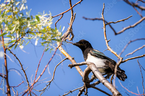 Young eurasian magpie or Pica Pica on branch