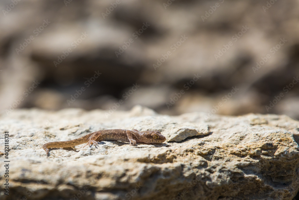 Even-fingered gecko genus Alcophyllex or squeaky gecko in wild nature Even-fingered gecko genus Alcophyllex or squeaky gecko in wild nature