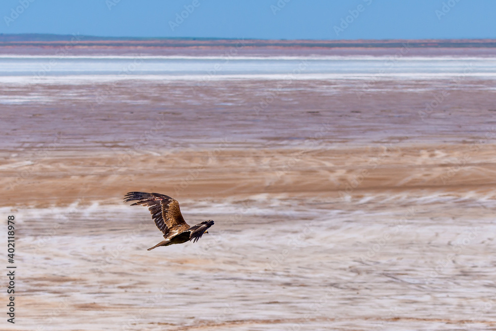 Flight of Steppe eagle or Aquila nipalensis above the ground Flight of Steppe eagle or Aquila nipalensis above the ground