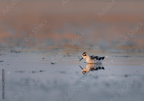 The red-necked phalarope, also known as the northern phalarope and hyperborean phalarope photo