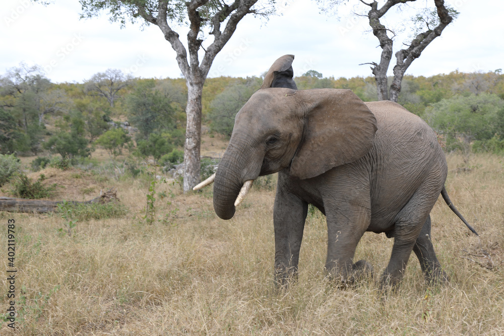 Fototapeta premium Afrikanischer Elefant / African elephant / Loxodonta africana