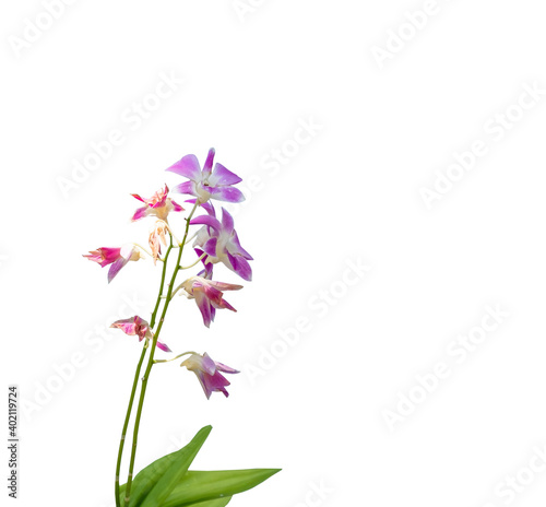 closeup of purple orchid flower isolated with clipping path on white background 