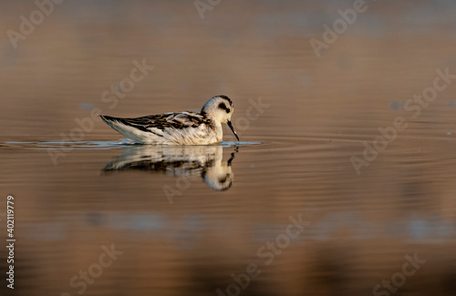 The red-necked phalarope, also known as the northern phalarope and hyperborean phalarope photo