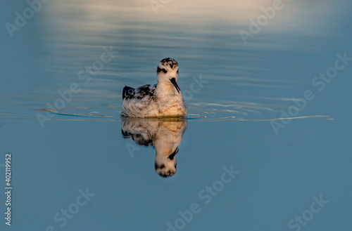 The red-necked phalarope, also known as the northern phalarope and hyperborean phalarope photo