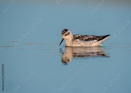 The red-necked phalarope, also known as the northern phalarope and hyperborean phalarope swimming in the calm water  photo