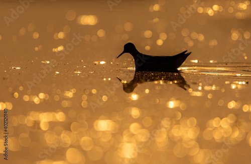 The red-necked phalarope, also known as the northern phalarope and hyperborean phalarope photo