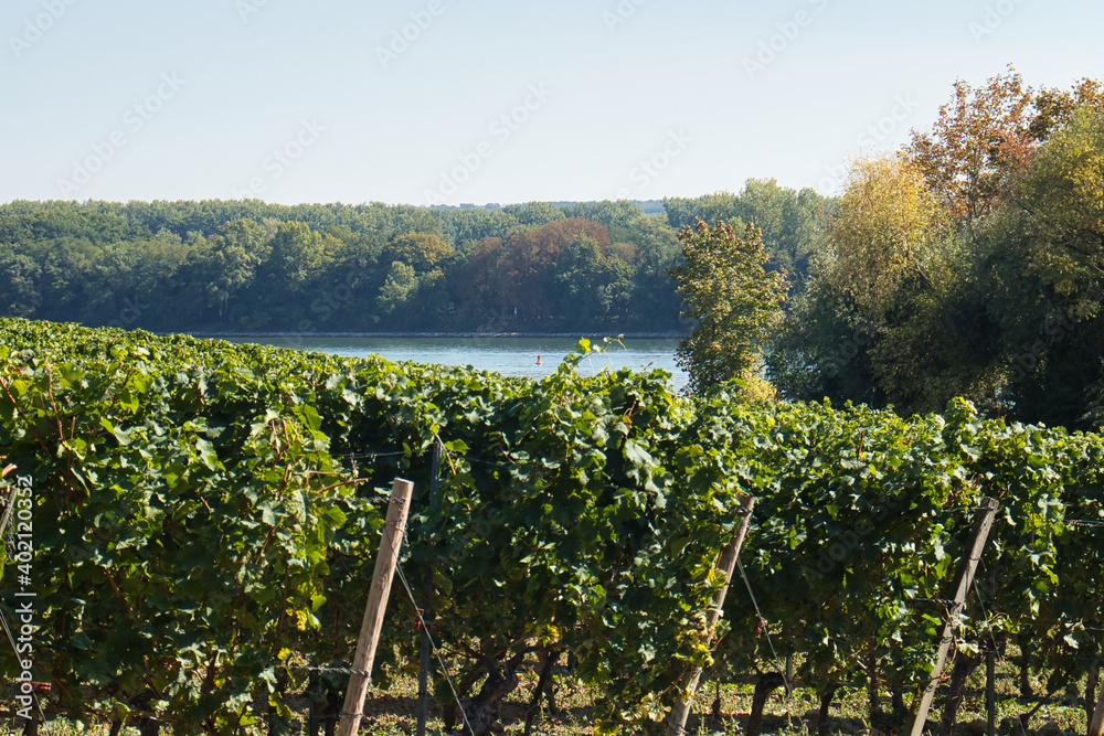 Vineyard next to the Rhein river in Eltville, Germany on a summer day.