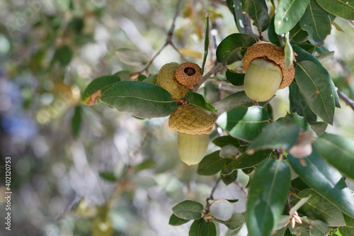 Green Immature acorn nut fruit of Canyon Live Oak, Quercus Chrysolepis, Fagaceae, native monoecious perennial evergreen arborescent shrub in the San Jacinto Mountains, Peninsular Ranges, Autumn.