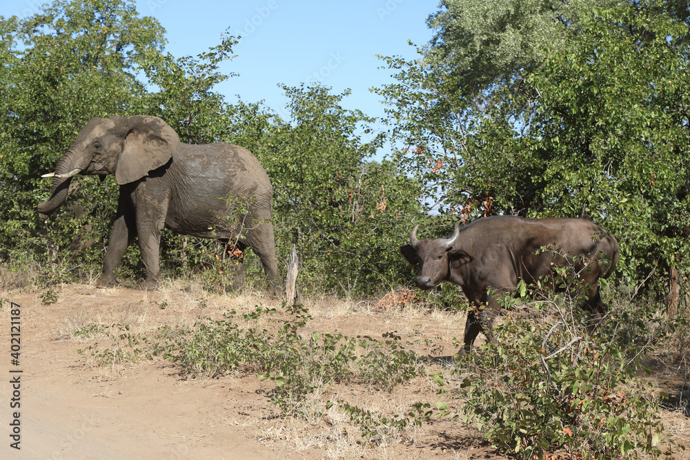 Obraz premium Afrikanischer Elefant und Kaffernbüffel / African elephant and Buffalo / Loxodonta africana et Syncerus caffer