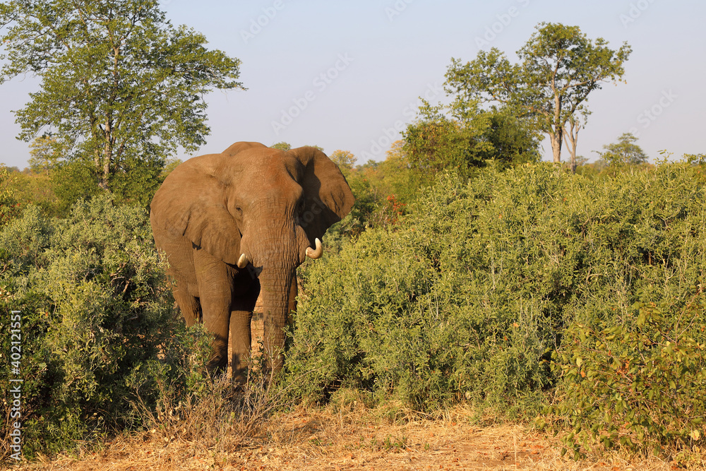 Fototapeta premium Afrikanischer Elefant / African elephant / Loxodonta africana