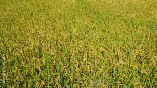 Rice fields in the morning Refreshing
