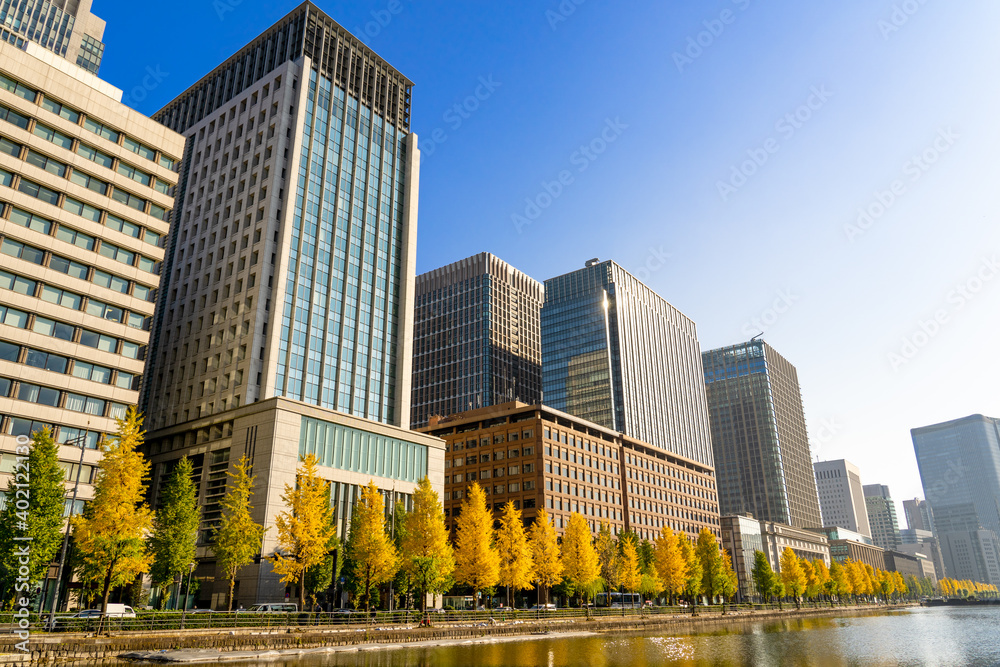 東京駅 銀杏並木 東京駅 銀杏並木