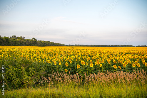 Field of yellow sunflowers, blue sky, still life, nature