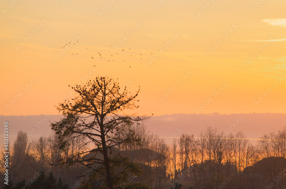 Alberi al tramonto di inverno Alberi al tramonto di inverno