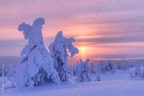 Trees in snow on mountain slopes in Lapland, Finland