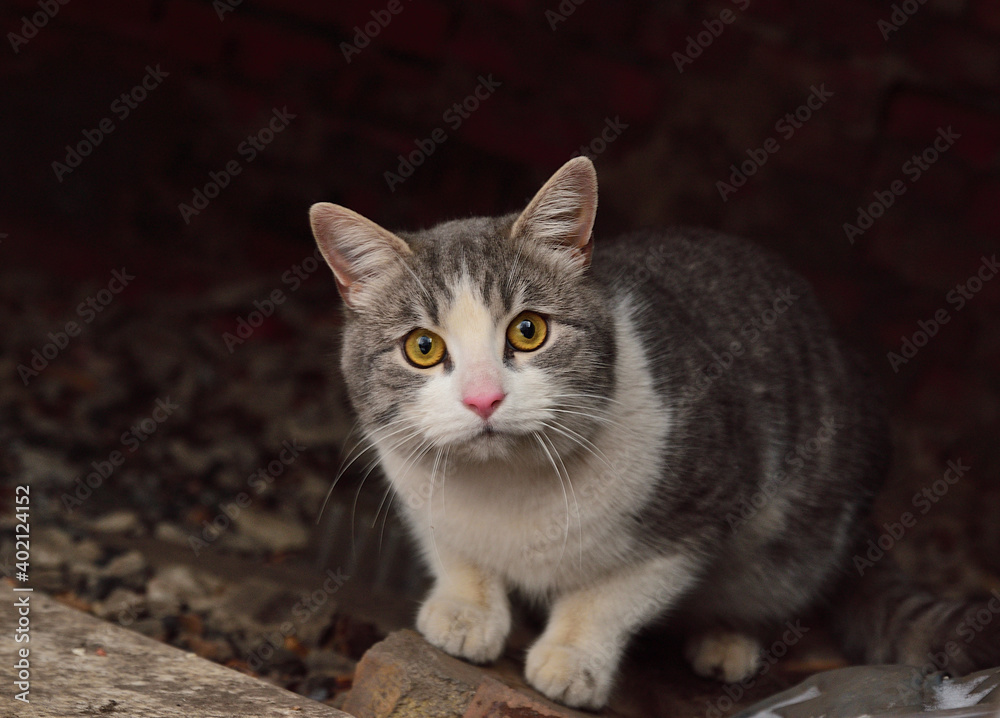 Street cat begging for food from passers-by Street cat begging for food from passers-by