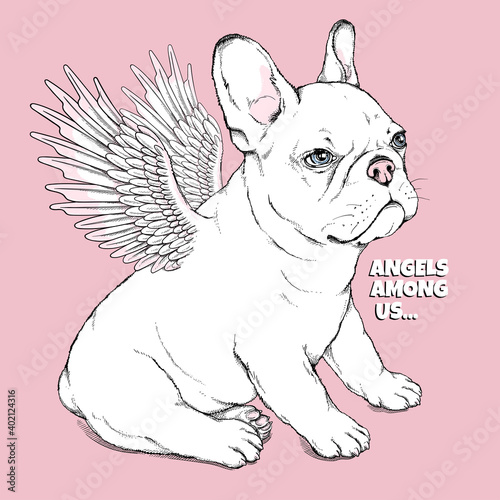 Cute french bulldog puppy with angel wings. Angels among us illustration. Stylish image for printing on any surface