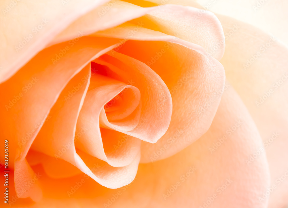 Close up beautiful rose ,in studio Chiangmai Thailand Close up beautiful rose ,in studio Chiangmai Thailand