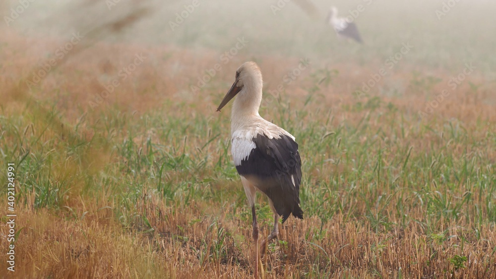 White Storks Walking on Field of Grain on Foggy Morning