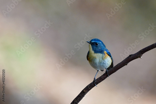 red flanked blue tail on the perch