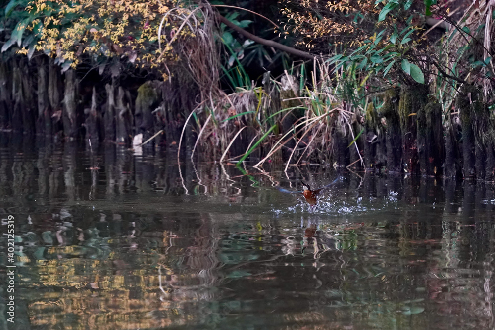 kingfisher in flight kingfisher in flight