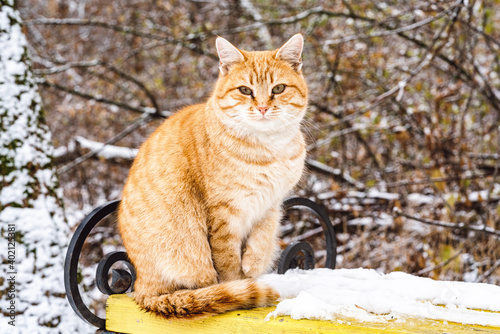 cat on a bench in the snow