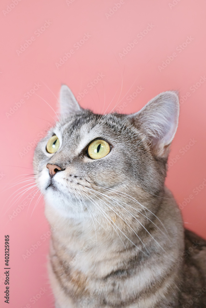 Obraz premium Portrait of a gray cat with green eyes close-up on a pink background. Cute funny curious pet...