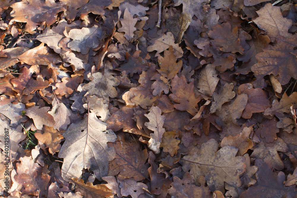 enriching soil with dead leaves of oak tree in woods