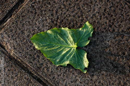 A top view of a singleleaf on the ground photo