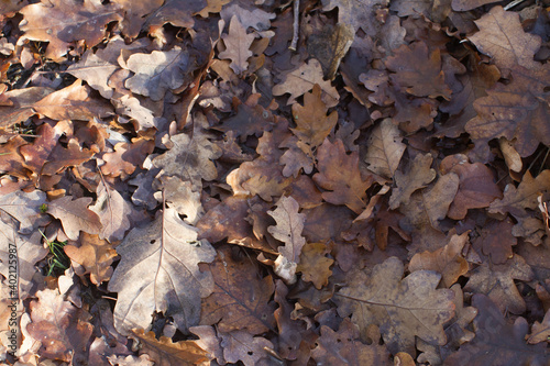 enriching soil with dead leaves of oak tree in woods