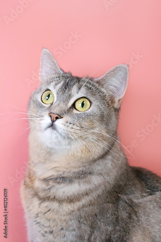 Fototapeta Naklejka Na Ścianę i Meble -  Portrait of a gray cat with green eyes close-up on a pink background. Cute funny curious pet...