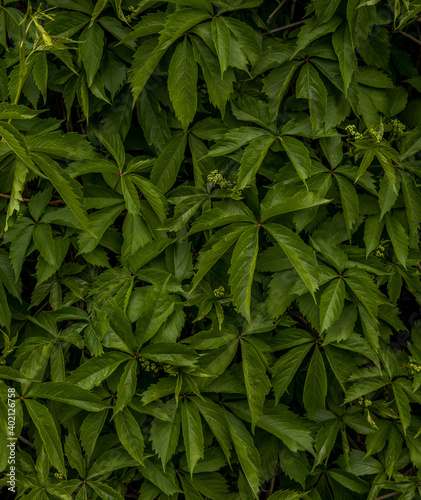 green leaves ecology background textured concept nature
