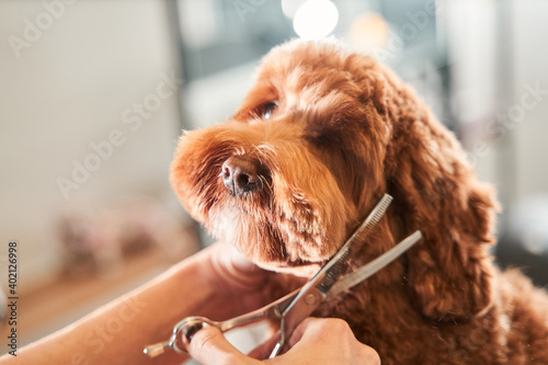 Foto Groomers holding tools at the hands near muzzle