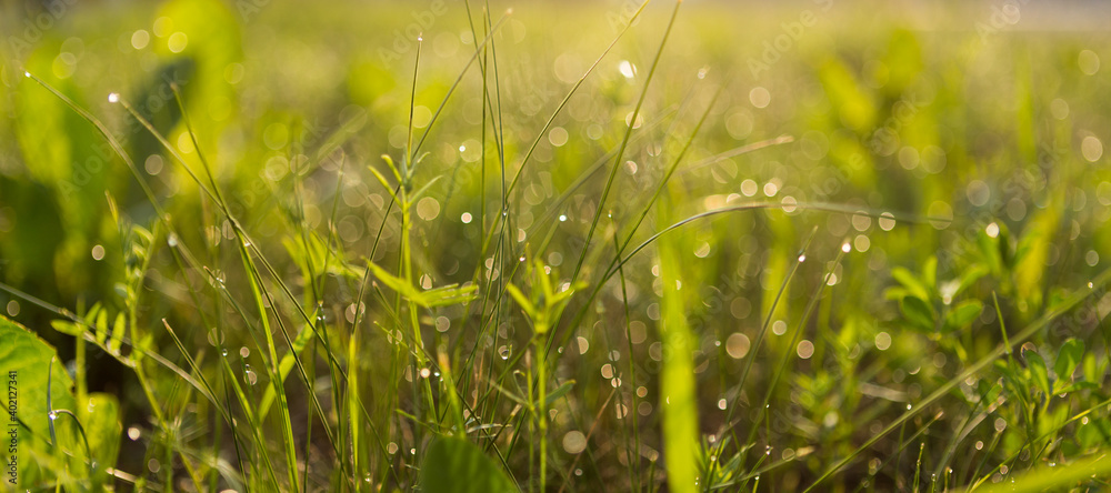 Fresh water drops on green grass background