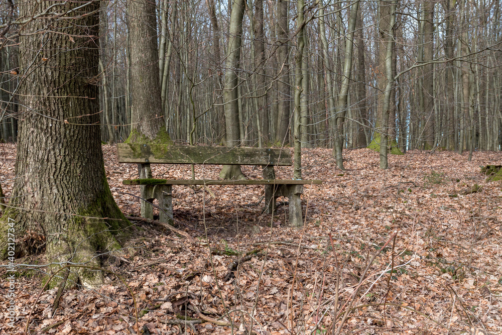 Rastplatz im Herbstald Rastplatz im Herbstald