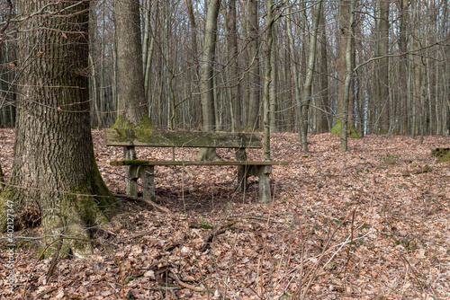 Rastplatz im Herbstald