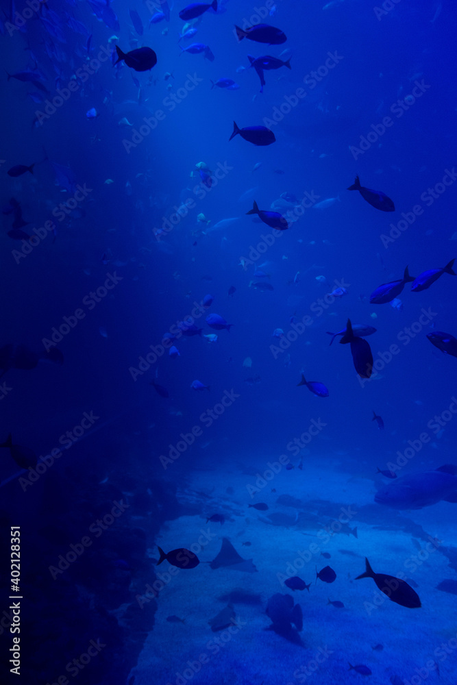 Fototapeta premium school of fish