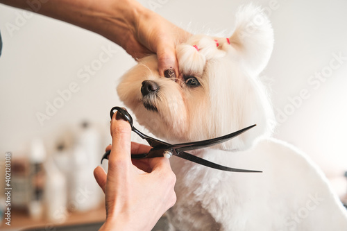 Beautiful white maltipoo sitting calmly at the table