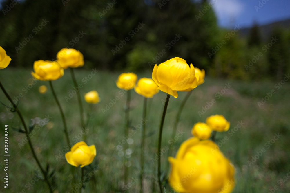 Obraz premium European troll flower