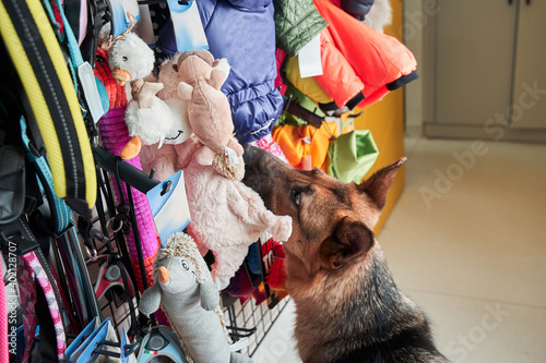 Shepherd dog looking with interest at the pet toys photo