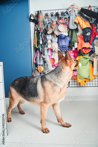 Cuadro en lienzo Serious purebred shepherd dog standing at the zoo shop