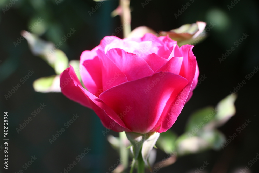 flowers, park, greenery, nature, lawns, garden, courtyard, crocuses, tulips, daffodils, spring flowers, park, greenery, nature, lawns, garden, courtyard, crocuses, tulips, daffodils, spring