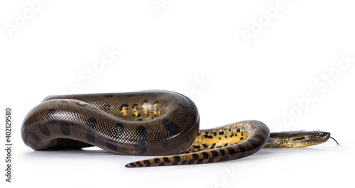 Slika na platnu Young Green Anaconda aka Eunectus murinus snake