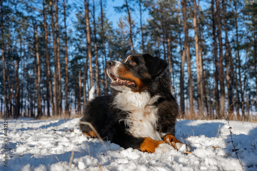 bernese mountain dog with snow on a nose on winter snowy weather. funny pet lying in the snow drifts