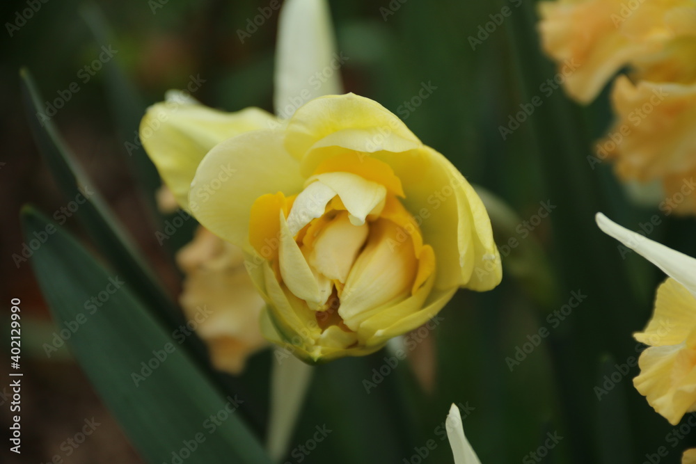 flowers, park, greenery, nature, lawns, garden, courtyard, crocuses, tulips, daffodils, spring flowers, park, greenery, nature, lawns, garden, courtyard, crocuses, tulips, daffodils, spring