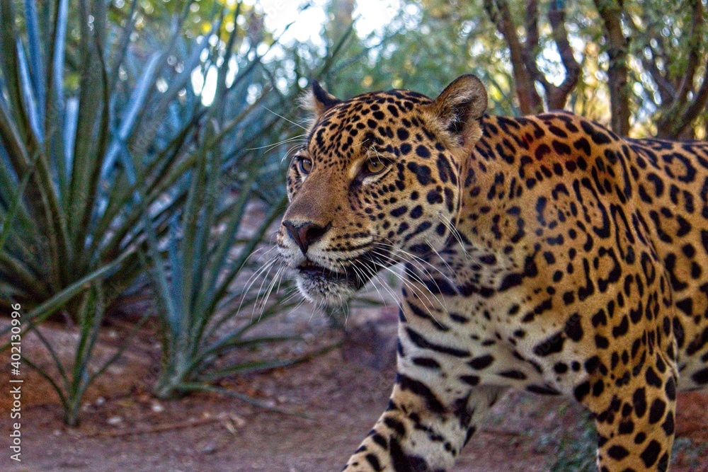 Leopard in nature