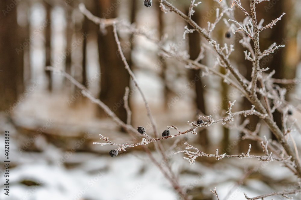 Wild black forest berries covered with snow on the background of a winter forest, close-up